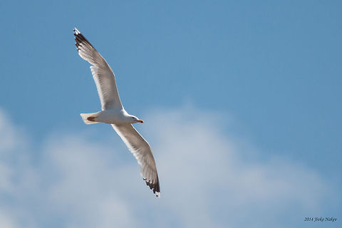 Caspian Gull  Bulgaria,Caspian Gull,Caspian gull,Charadriiformes,Geotagged,Larida,Larus cachinnans,aves,birds,nature;