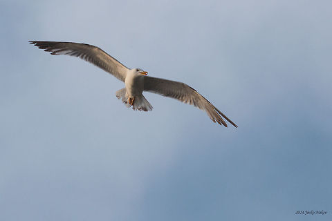 Yellow-legged Gull Yellow-legged Gull - Larus michahellis Bulgaria,Charadriiformes,Geotagged,Laridae,Larus michahellis,Yellow-legged Gull,Yellow-legged gull,aves,birds,nature