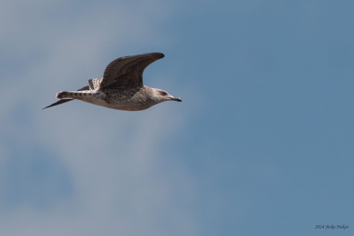 Yellow-legged Gull - Juvenile Yellow-legged Gull - Larus michahellis Bulgaria,Charadriiformes,Geotagged,Laridae,Larus michahellis,Yellow-legged Gull,Yellow-legged gull,aves,birds,nature