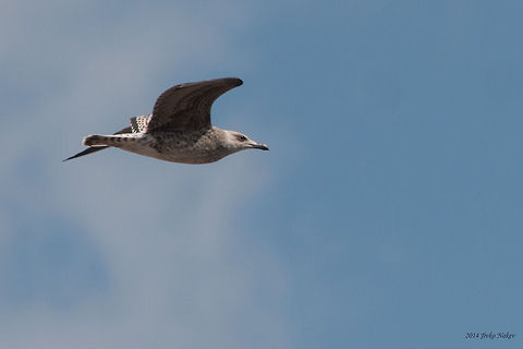 Yellow-legged Gull - Juvenile Yellow-legged Gull - Larus michahellis Bulgaria,Charadriiformes,Geotagged,Laridae,Larus michahellis,Yellow-legged Gull,Yellow-legged gull,aves,birds,nature