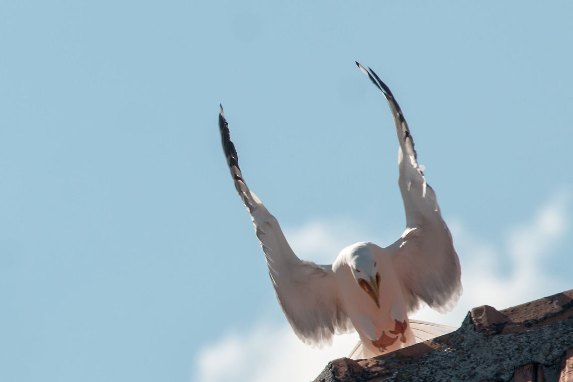 Yellow-legged Gull Yellow-legged Gull - Larus michahellis Bulgaria,Charadriiformes,Geotagged,Laridae,Larus michahellis,Yellow-legged Gull,Yellow-legged gull,aves,birds,nature