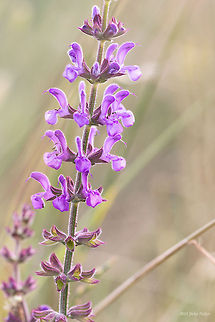Meadow clary Meadow clary - Salvia pratensis Bulgaria,Geotagged,Meadow clary,Meadow sage,Salvia pratensis,nature,plant,wild flower
