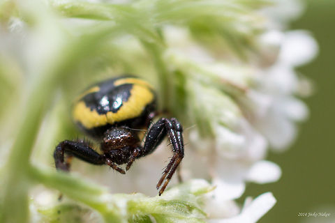 Flower crab spider Flower crab spider - Synema globosum Bulgaria,Geotagged,Synema globosum,arachnida,flower crab spider,nature,spider