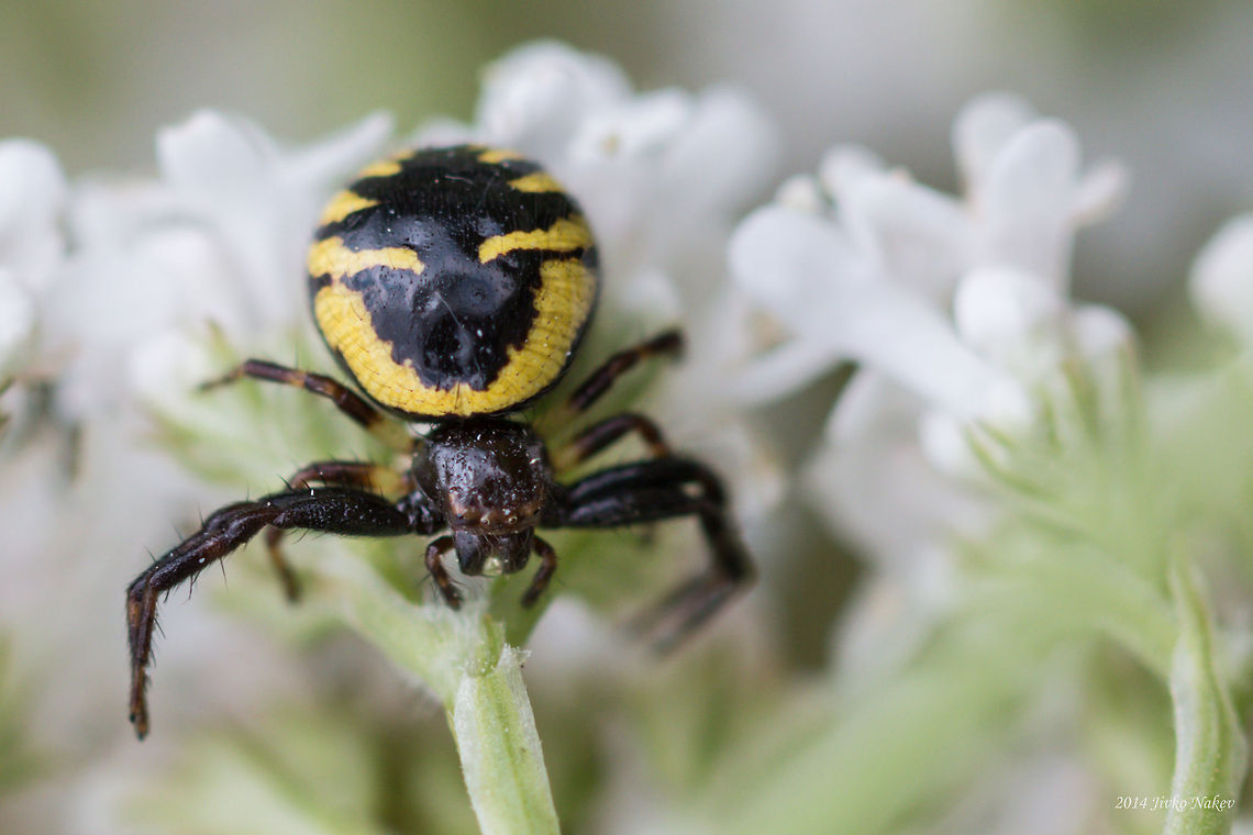 Synema globosum Flower crab spider - Synema globosum Bulgaria,Geotagged,Synema globosum,arachnida,flower crab spider,nature,spider