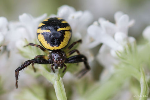 Synema globosum Flower crab spider - Synema globosum Bulgaria,Geotagged,Synema globosum,arachnida,flower crab spider,nature,spider
