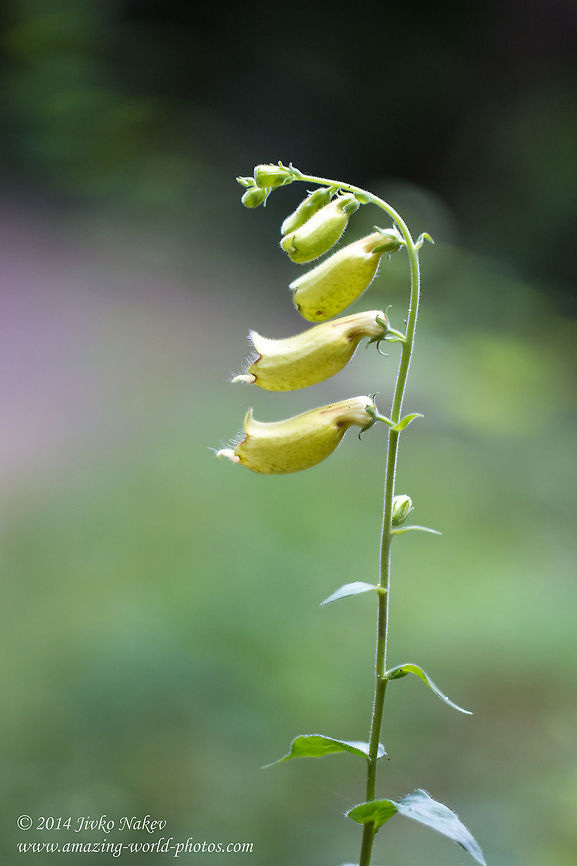 Yellow Foxglove Yellow Foxglove Wild Flower - Digitalis grandiflora Bulgaria,Digitalis grandiflora,Geotagged,Yellow Foxglove,nature,plant,wild flower