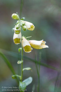 Digitalis grandiflora Yellow Foxglove Wild Flower - Digitalis grandiflora Bulgaria,Digitalis grandiflora,Geotagged,Yellow Foxglove,nature,plant,wild flower