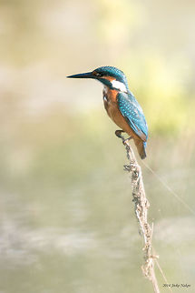 Common Kingfisher Common Kingfisher Alcedo atthis,Alcedo atthis ispida,Bulgaria,Common Kingfisher,Geotagged,aves,bird,coraciiformes