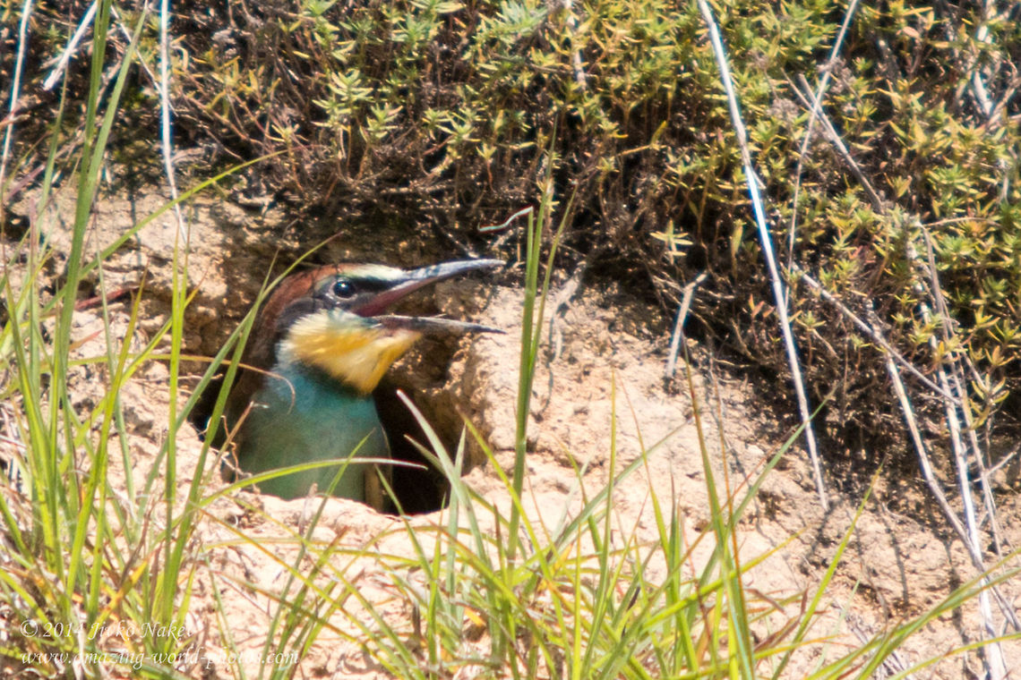 European Bee-eater Chick European Bee-eater - Merops apiaster Bulgaria,Coraciiformes,European Bee-eater,Geotagged,Meropidae,Merops apiaster,aves,bird,nature,passerine