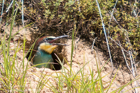 European Bee-eater Chick European Bee-eater - Merops apiaster Bulgaria,Coraciiformes,European Bee-eater,Geotagged,Meropidae,Merops apiaster,aves,bird,nature,passerine