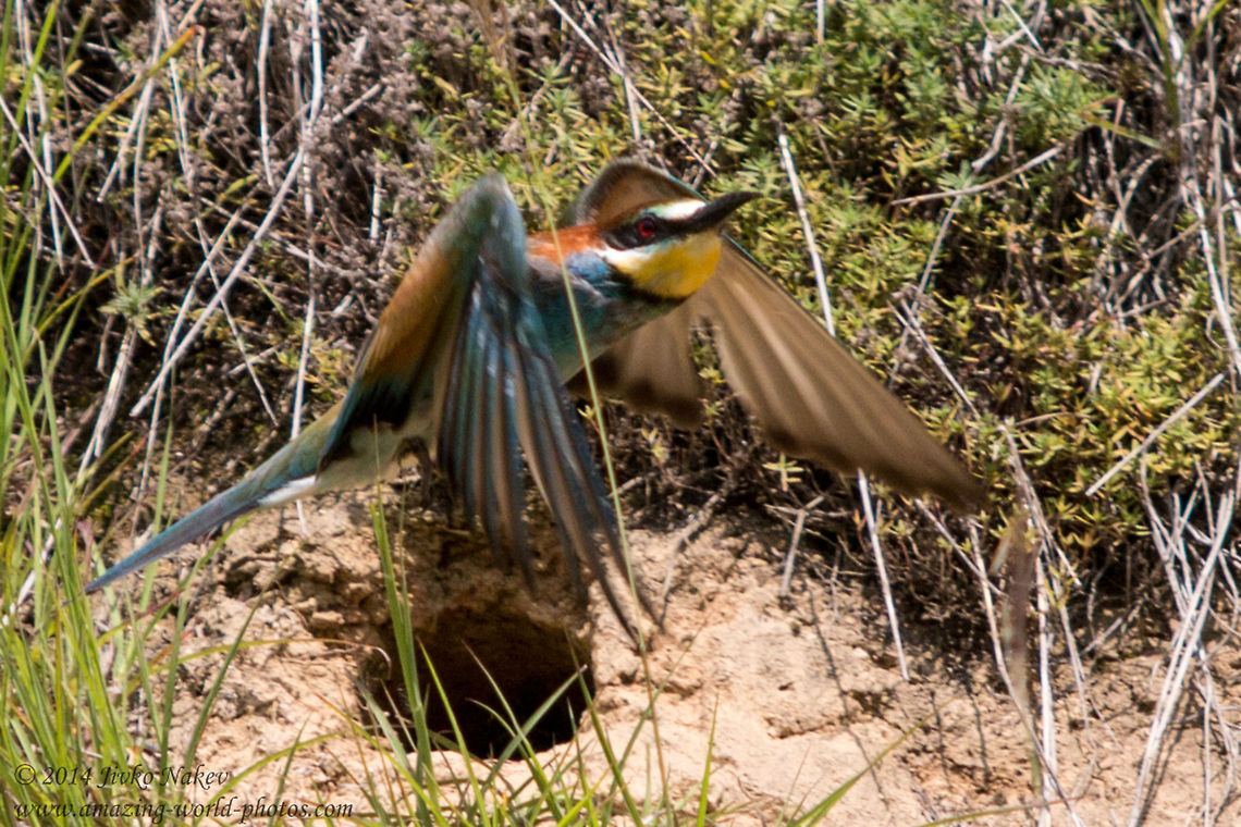 European Bee-eater European Bee-eater - Merops apiaster<br />
A parent flying away after feeding his chick hiding in the hole. Bulgaria,Coraciiformes,European Bee-eater,Geotagged,Meropidae,Merops apiaster,aves,bird,nature,passerine