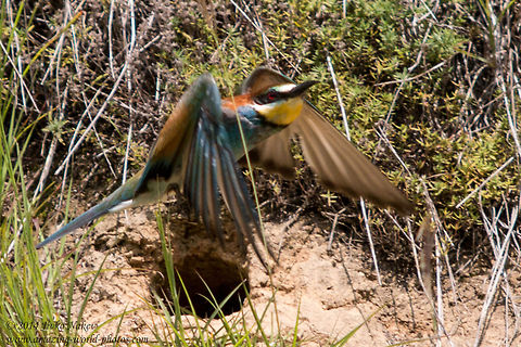 European Bee-eater European Bee-eater - Merops apiaster
A parent flying away after feeding his chick hiding in the hole. Bulgaria,Coraciiformes,European Bee-eater,Geotagged,Meropidae,Merops apiaster,aves,bird,nature,passerine