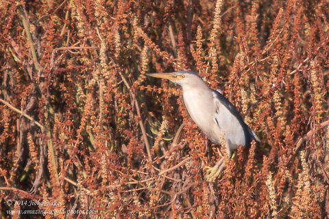 Little bittern Little bittern - Ixobrychus minutus Bulgaria,Geotagged,Ixobrychus minutus,Little Bittern,Little bittern,aves,bird,ciconiformes,marsh bird,nature,wading bird,waterbird