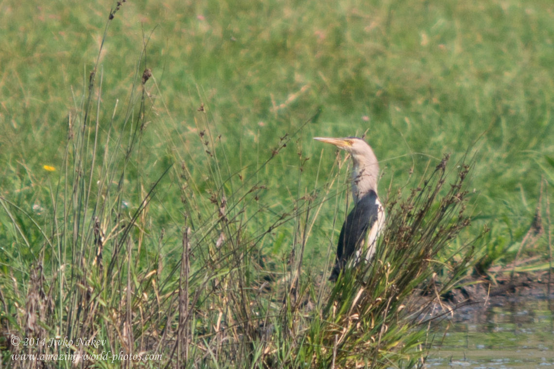 Little bittern Little bittern - Ixobrychus minutus Bulgaria,Geotagged,Ixobrychus minutus,Little Bittern,Little bittern,aves,bird,ciconiformes,marsh bird,nature,wading bird,waterbird