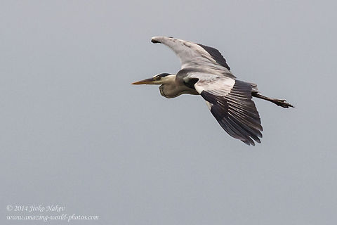 Grey Heron over Srebarna lake Grey Heron - Ardea cinerea Ardea cinerea,Bulgaria,Geotagged,Grey Heron,ardeidae,aves,birds,ciconiformes,nature,wading bird
