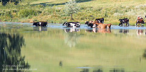 Cattle in water pond Domestic catlle in hot summer day in water pond Animals,Artiodactyla,Bos primigenius taurus,Bulgaria,Cattle,Geotagged,bos taurus,bovine,cloven-hoofed,domestic cattle,even-toed,fauna,mammalia,nature
