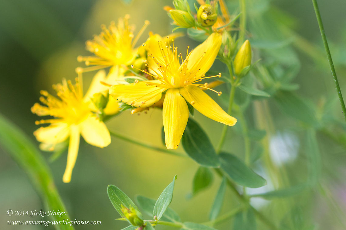 St. John's Wort St. John's Wort - Hypericum perforatum Bulgaria,Chase-devil,Geotagged,Goatweed,Hypericum perforatum,Klamath weed,Medicinal herb,Rosin rose,St John's wort,St. John's Wort,Tipton's weed,nature,plant,yellow flower