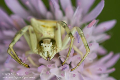 Flower Crab Spider Flower Crab Spider - Thomisus onustus Bulgaria,Geotagged,Thomisus onustus,ambush predator,arachnida,araneae,arthropoda,flower crab spider,nature,pink crab spider