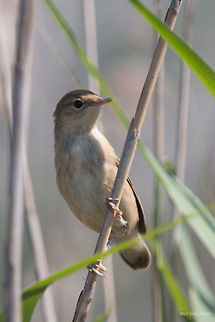 Reed Warbler Small Bird Eurasian reed warbler songbird - Acrocephalus scirpaceus Acrocephalus scirpaceus,Bulgaria,Eurasian Reed Warbler,Geotagged,Rousserolle verderolle,Sumpfrohrsänger,aves,bird,nature,passerine,reed,songbird,wetland