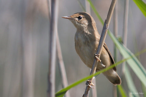 Reed Warbler Small Bird Eurasian reed warbler songbird - Acrocephalus scirpaceus Acrocephalus scirpaceus,Bulgaria,Eurasian Reed Warbler,Geotagged,Rousserolle verderolle,Sumpfrohrsänger,aves,bird,nature,passerine,reed,songbird,wetland