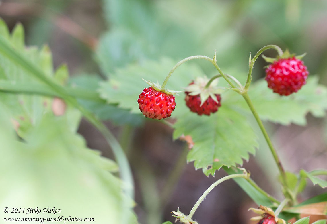 Woodland Strawberry Woodland Strawberry - Fragaria vesca Bulgaria,European strawberry,Fragaria vesca,Fraise des bois,Geotagged,Rosales,Woodland strawberry,nature,plant,wild strawberry