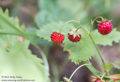 Woodland Strawberry Woodland Strawberry - Fragaria vesca Bulgaria,European strawberry,Fragaria vesca,Fraise des bois,Geotagged,Rosales,Woodland strawberry,nature,plant,wild strawberry