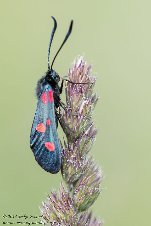 Narrow-Bordered Five-Spot Burnet Narrow-Bordered Five-Spot Burnet - Zygaena lonicerae Bulgaria,Geotagged,Narrow-Bordered Five-Spot Burnet,Zygaena lonicerae,Zygaenidae,insect,lepidoptera,nature