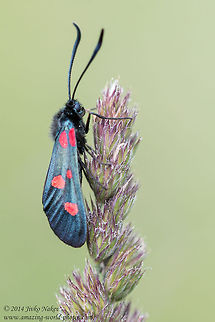 Narrow-Bordered Five-Spot Burnet Narrow-Bordered Five-Spot Burnet - Zygaena lonicerae Bulgaria,Geotagged,Narrow-Bordered Five-Spot Burnet,Zygaena lonicerae,Zygaenidae,insect,lepidoptera,nature