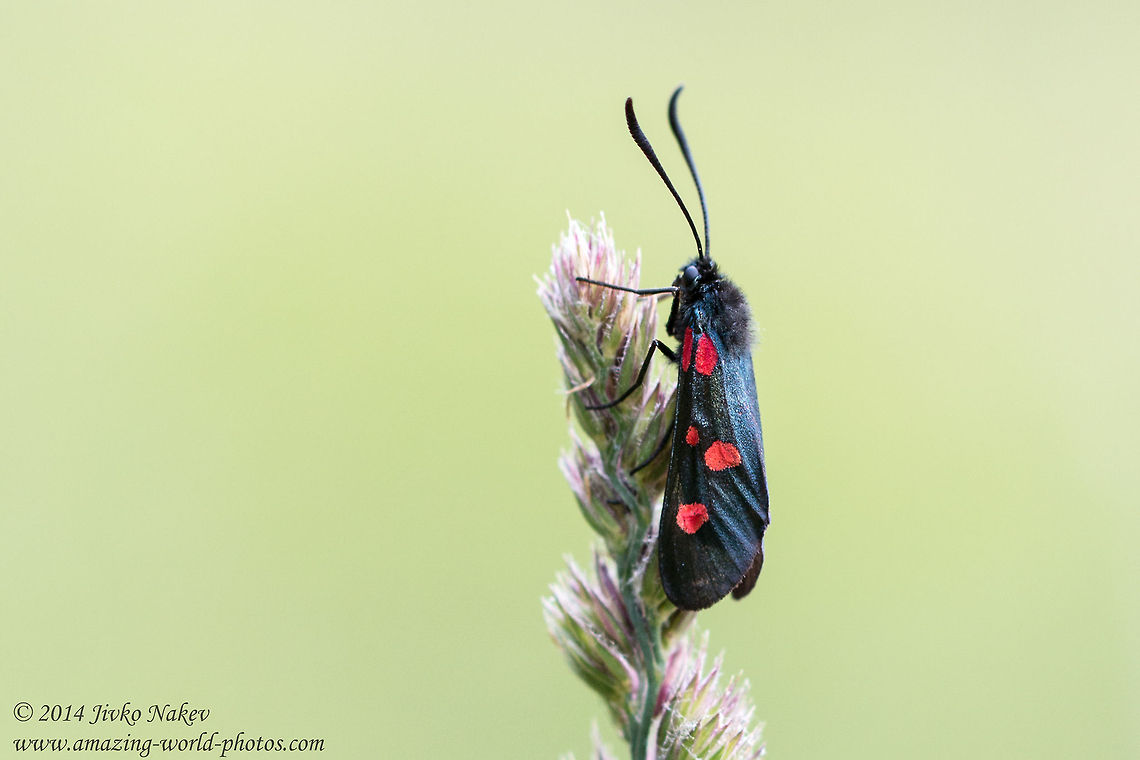 Narrow-Bordered Five-Spot Burnet Narrow-Bordered Five-Spot Burnet - Zygaena lonicerae Bulgaria,Geotagged,Narrow-Bordered Five-Spot Burnet,Zygaena lonicerae,Zygaenidae,insect,lepidoptera,nature