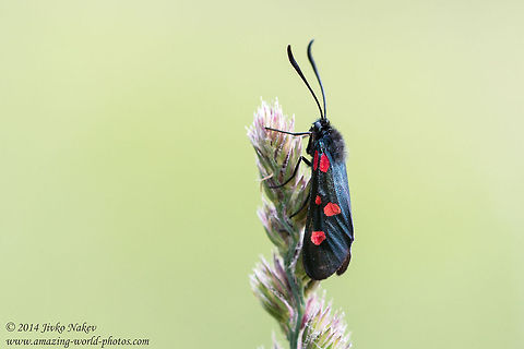 Narrow-Bordered Five-Spot Burnet Narrow-Bordered Five-Spot Burnet - Zygaena lonicerae Bulgaria,Geotagged,Narrow-Bordered Five-Spot Burnet,Zygaena lonicerae,Zygaenidae,insect,lepidoptera,nature