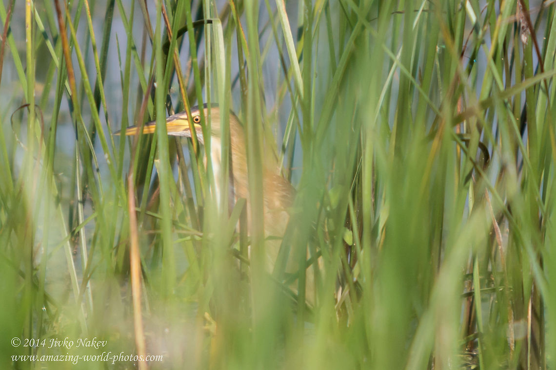 Hiding in the reed  Ardeola ralloides,Bulgaria,Geotagged,Squacco Heron,Squacco heron,ardeidae,long-legged bird,marsh,nature,waterbird,waterpond