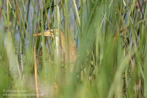Hiding in the reed  Ardeola ralloides,Bulgaria,Geotagged,Squacco Heron,Squacco heron,ardeidae,long-legged bird,marsh,nature,waterbird,waterpond