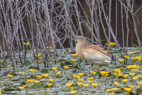 Squacco heron Squacco heron - Ardeola ralloides Ardeola ralloides,Bulgaria,Geotagged,Squacco Heron,Squacco heron,ardeidae,long-legged bird,marsh,nature,waterbird,waterpond