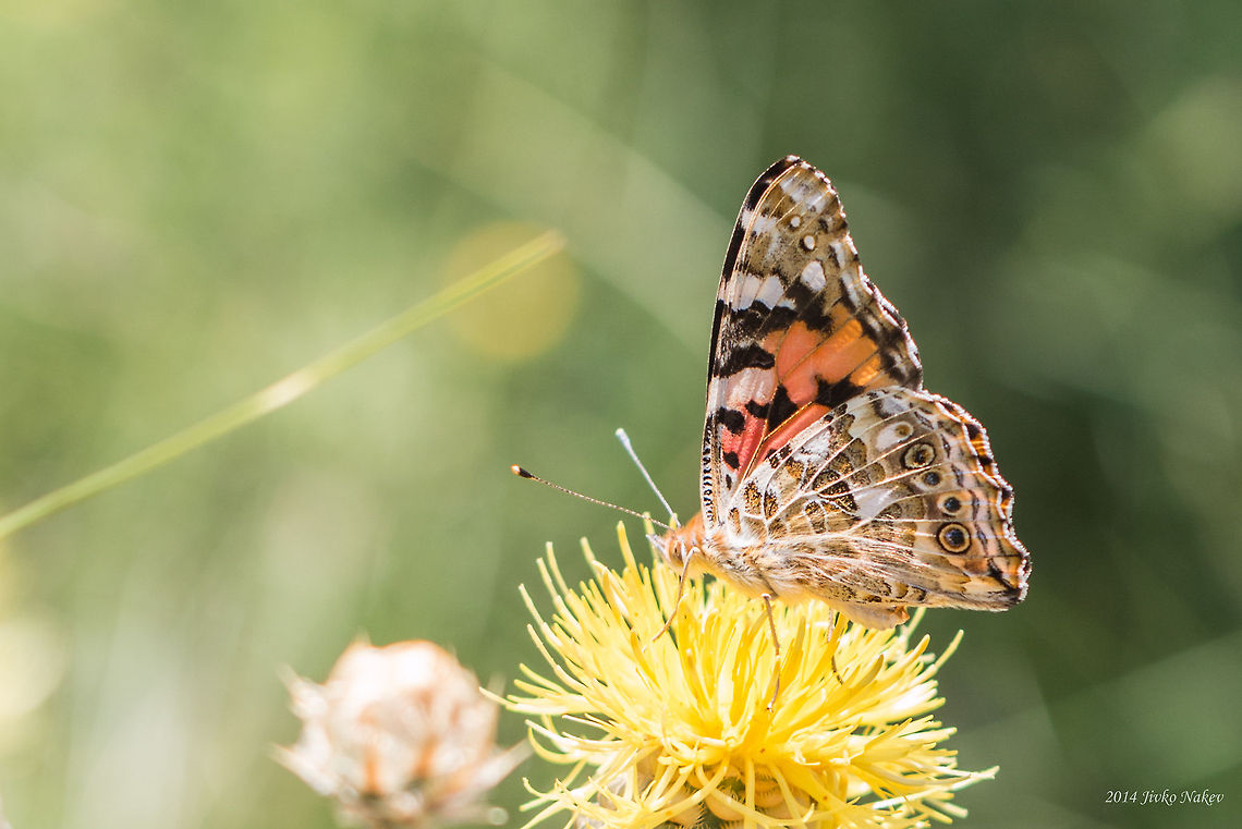 Painted Lady Butterfly Painted Lady  - Vanessa cardui Brush-footed butterfly,Bulgaria,Geotagged,Painted Lady,Vanessa cardui,butterfly,insect,lepidoptera,nature,nymphalidae