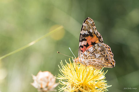 Painted Lady Butterfly Painted Lady  - Vanessa cardui Brush-footed butterfly,Bulgaria,Geotagged,Painted Lady,Vanessa cardui,butterfly,insect,lepidoptera,nature,nymphalidae