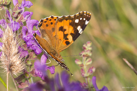 Painted Lady Butterfly Painted Lady  - Vanessa cardui
https://www.jungledragon.com/image/117508/painted_lady_caterpillar_-_vanessa_cardui.html Brush-footed butterfly,Bulgaria,Geotagged,Painted Lady,Vanessa cardui,butterfly,insect,lepidoptera,nature,nymphalidae