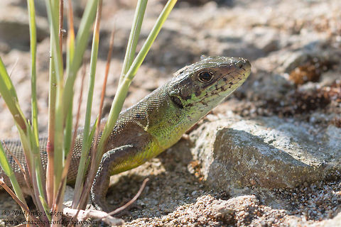 Common wall lizard  Bulgaria,Common wall lizard,European green lizard,Geotagged,Lacerta viridis,Lacertidae,Podarcis muralis,animal,lizard,nature,reptile,reptilia;