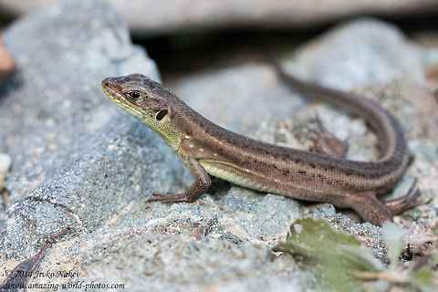 Common wall lizard (Podarcis muralis) Common wall lizard Bulgaria,Common wall lizard,European green lizard,Geotagged,Lacerta viridis,Lacertidae,Podarcis muralis,animal,lizard,nature,reptile,reptilia