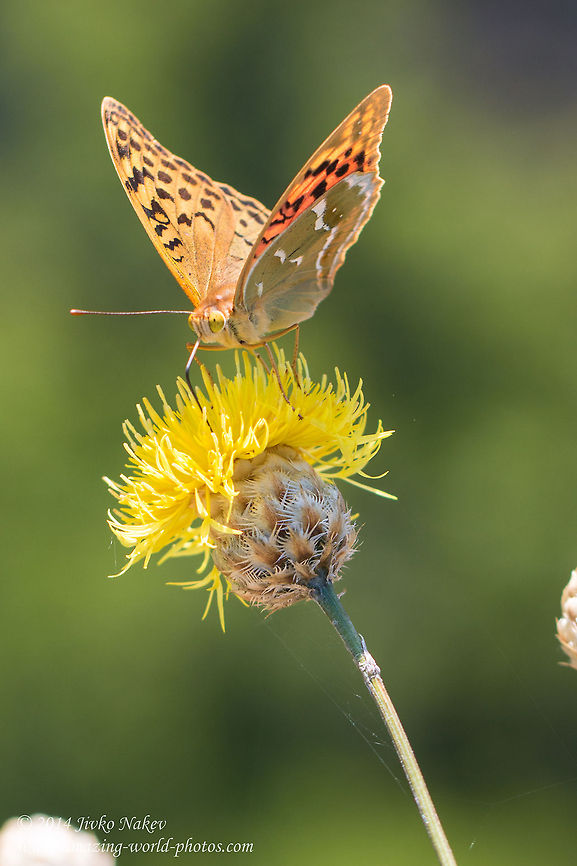 Cardinal Butterfly Cardinal - Argynnis pandora Argynnis pandora,Bulgaria,Cardinal,Geotagged,butterfly,insect,lepidoptera,nature,nymphalidae