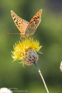 Cardinal Butterfly Cardinal - Argynnis pandora Argynnis pandora,Bulgaria,Cardinal,Geotagged,butterfly,insect,lepidoptera,nature,nymphalidae