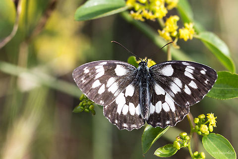 Marbled white Butterfly Marbled white - Melanargia galathea Bulgaria,Geotagged,Marbled White,Melanargia galathea,butterfly,insect,lepidoptera,nature,nymphalidae