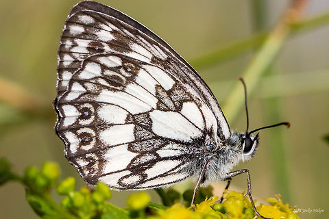 Marbled white Butterfly Marbled white - Melanargia galathea Bulgaria,Geotagged,Marbled White,Melanargia galathea,butterfly,insect,lepidoptera,nature,nymphalidae
