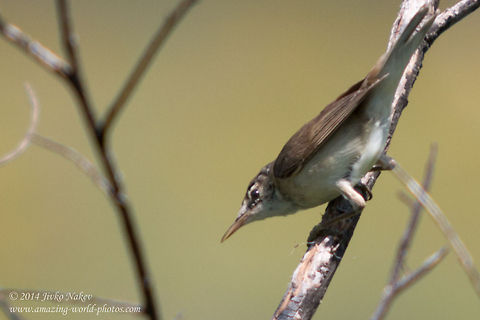 Great Reed Warbler Great Reed Warbler - Acrocephalus arundinaceus Acrocephalus arundinaceus,Bulgaria,Geotagged,Great Reed Warbler,Great reed warbler,aves,bird,nature,passeridae,passerine,songbird
