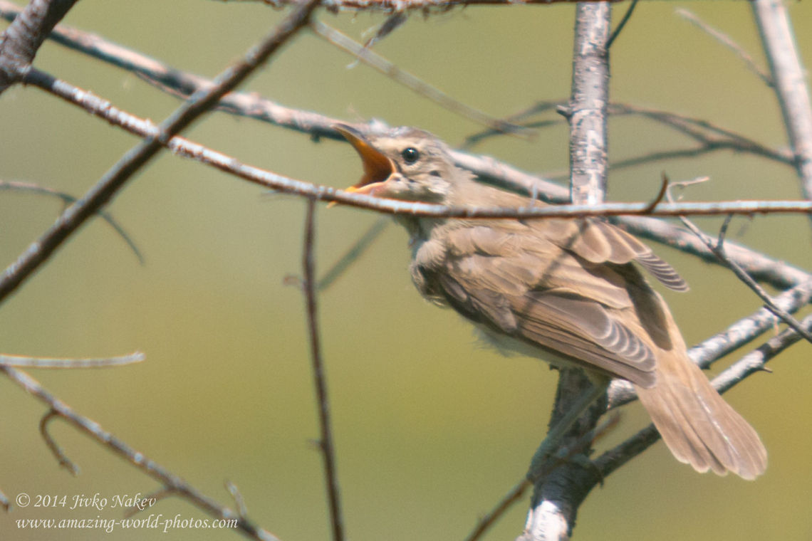 Great Reed Warbler Great Reed Warbler - Acrocephalus arundinaceus Acrocephalus arundinaceus,Bulgaria,Geotagged,Great Reed Warbler,Great reed warbler,aves,bird,nature,passeridae,passerine,songbird