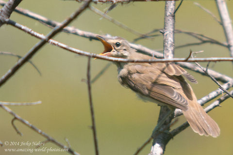 Great Reed Warbler Great Reed Warbler - Acrocephalus arundinaceus Acrocephalus arundinaceus,Bulgaria,Geotagged,Great Reed Warbler,Great reed warbler,aves,bird,nature,passeridae,passerine,songbird