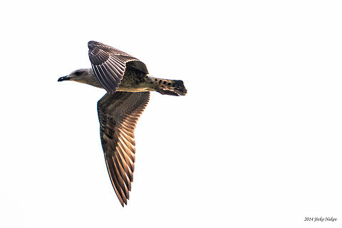 Yellow-legged Gull - Juvenile Yellow-legged Gull - Larus michahellis Bulgaria,Charadriiformes,Geotagged,Laridae,Larus michahellis,Yellow-legged Gull,Yellow-legged gull,aves,birds,nature