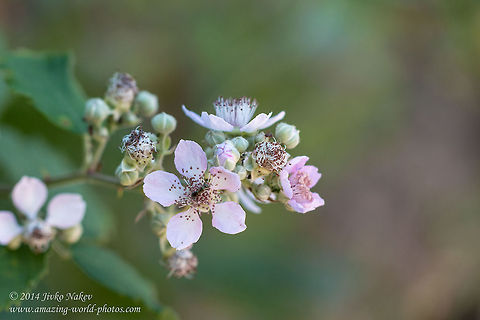 Common blackberry flower Common blackberry - Rubus fruticosus Bulgaria,Common blackberry,Geotagged,Rubus fruticosus,Shrubby Blackberry,flower,magnoliophyta,magnoliopsida,nature,plants