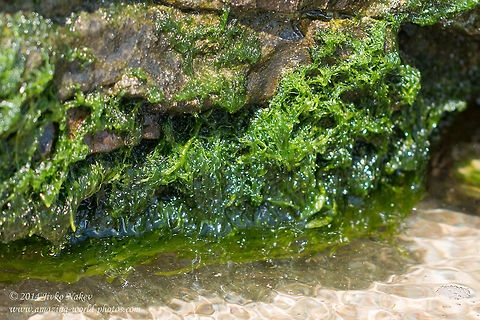 Green algae Green algae - Ulva prolifera, syn. Enteromorpha prolifera Black sea,Bulgaria,Chlorophyta,Enteromorpha prolifera,Geotagged,Green algae,Ulva prolifera,nature,plants,seaweed