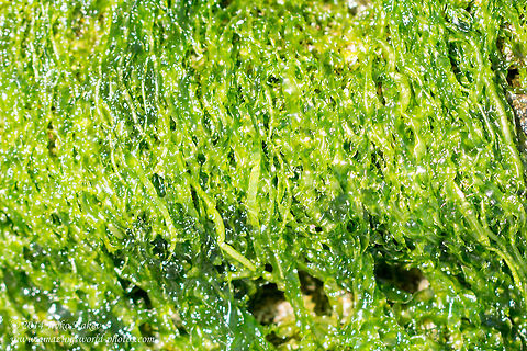 Green algae Green algae - Ulva prolifera, syn. Enteromorpha prolifera Black sea,Bulgaria,Chlorophyta,Enteromorpha prolifera,Geotagged,Green algae,Ulva prolifera,nature,plants,seaweed