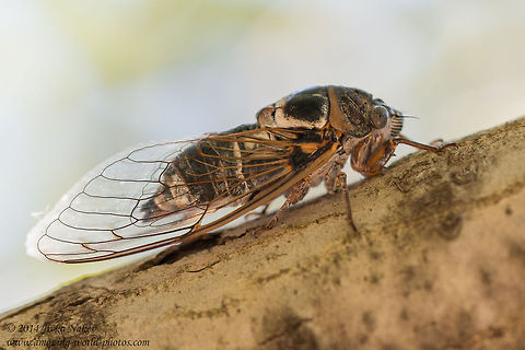 New forest cicada  New forest cicada - Cicadetta montana Cicadetta montana,Geotagged,Greece,New forest cicada,greece,insect,nature
